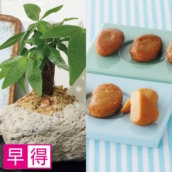 【早得】SUNCOF パキラの木ナチュレストーン植え（SUSTEE付）＋鹿児島小田口屋 さつま揚げ【父の日】 商品サムネイル
